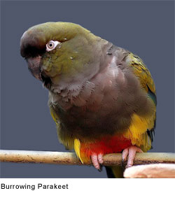 Burrowing Parakeet: Creative Commons Attribution ShareAlike 2.0 Germany, Petra Karstedt