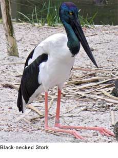 Black-necked Stork: GNU Free Documentation License, Version 1.2