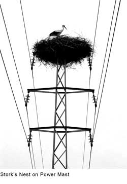 Stork nest on power mast: Creative Commons Attribution ShareAlike 2.0