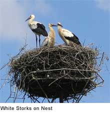 White Stork Nest: GNU Free Documentation License, Version 1.2, taken in Poland July © 2004 by M. Betley