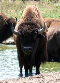 Water Bison