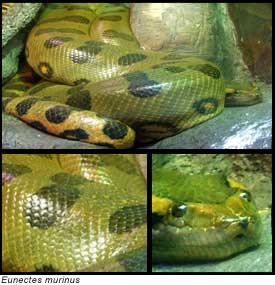 Anaconda Snake In Water