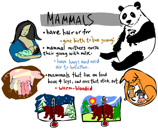 all mammals