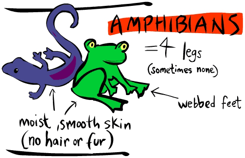 Amphibian Animals