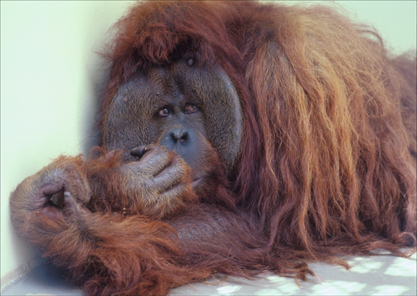 Asian Orangutan