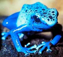 colorful poison dart frogs