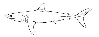 mako shark drawings