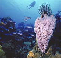 water is moved through the body of the sponge by the choanocytes or archeocystes or pinacoderm