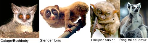 Von links: 2. Bild von Sandilya Theuerkauf, Wynaad unter der Creative Commons, 3. Bild GNU Free Documentation License
