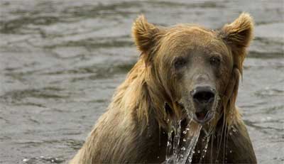 This image is the work of an U.S. Fish and Wildlife Service employee, taken or made during the course of an employee's official duties. As a work of the U.S. federal government, the image is in the public domain. For more information, see the Fish and Wildlife Service copyright policy