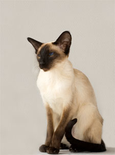 Siamese Cats Info And Games