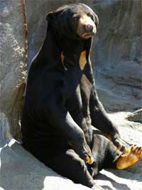 sun bear size