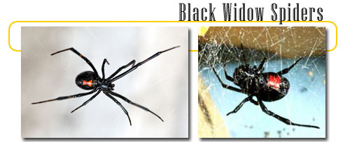 Black Widow Spiders Info And Games Dangerous And Scary Animals