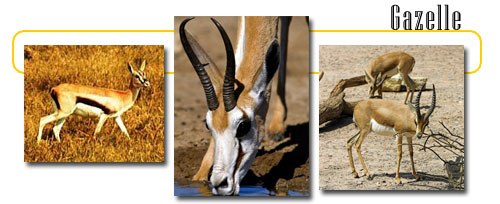 thomsons gazelle vs springbok