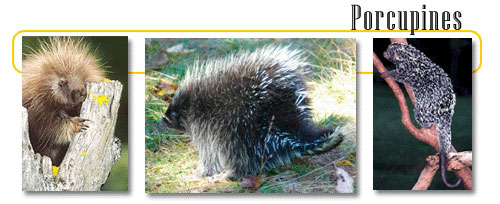 Porcupines have no defence against the quill trade – letting nature back in