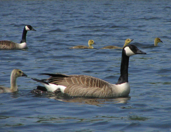 10 Fun Facts About the Canada Goose